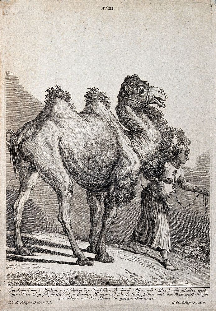 A camel lifting its tail to urinate while walking with its Turkish drover. Etching by M. E. Ridinger after J. E. Ridinger.