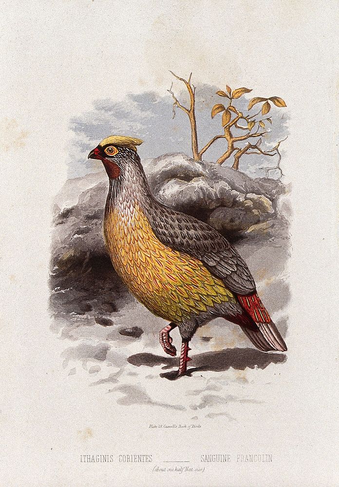 A sanguine francolin bird (Ithaginis corientes). Colour lithograph, ca. 1875.