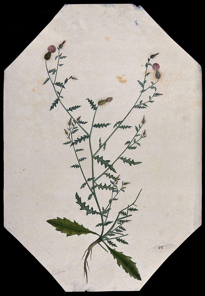 A plant (Carduus species) related to scotch thistle: flowering stem with root. Watercolour.