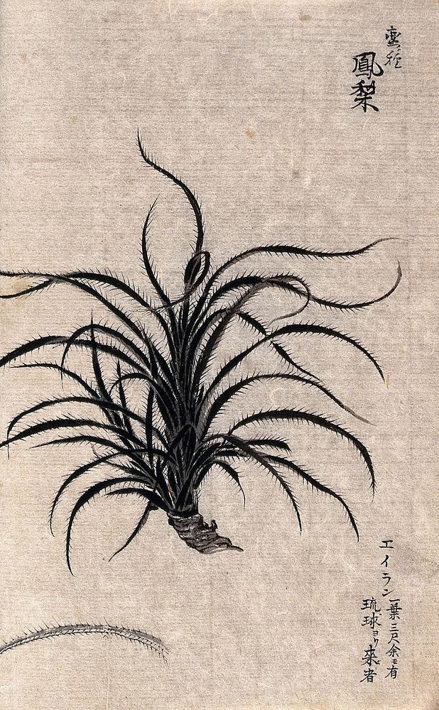 A leafy plant, possibly of the Liliaceae family. Watercolour.