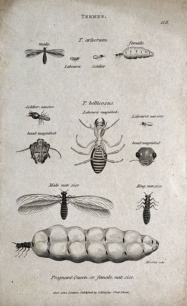 The various forms of termites: soldiers, labourers, king and queen. Etching by M. Griffith.