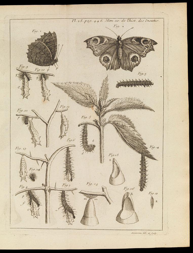 Plate 25, Illus. of cycle from catepillar to butterfly