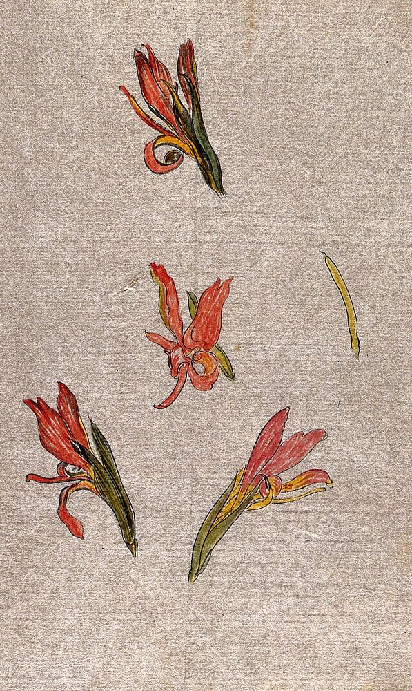 Four flowers of a liliaceous plant. Watercolour.