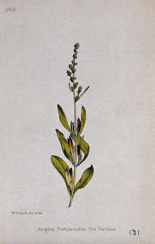 A saltbush plant (Atriplex portulacoides): flowering stem. Coloured lithograph by W. G. Smith, c. 1863, after himself.