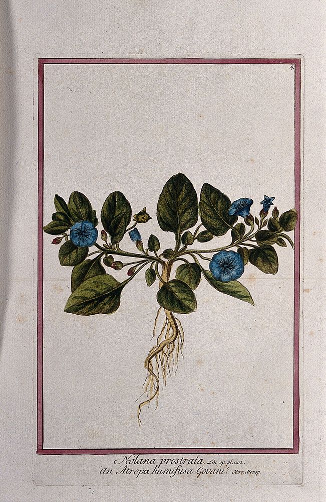 Nolana prostrata L.: entire flowering plant. Coloured etching by M. Bouchard, 1772.