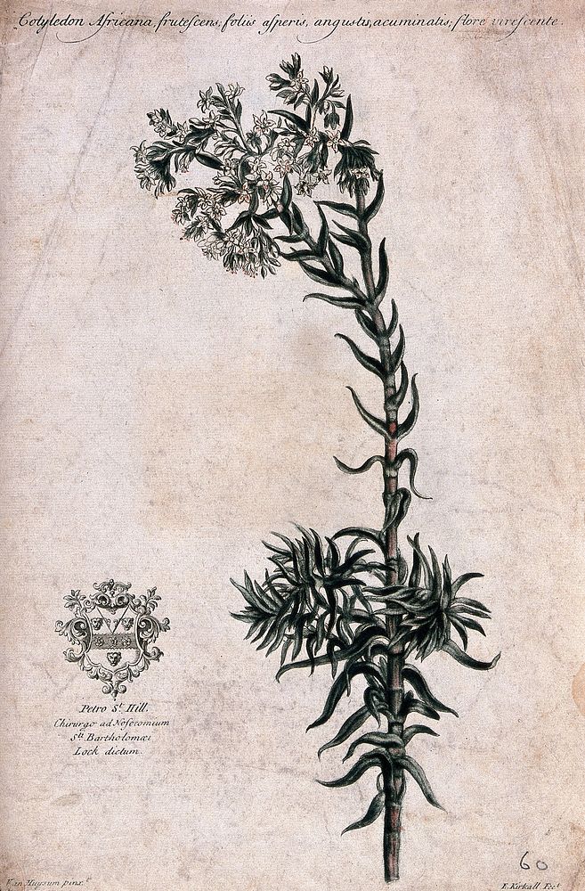 A plant (Cotyledon africana): flowering stem, with coat of arms of the dedicatee. Colour mezzotint by E. Kirkall, c.1728…