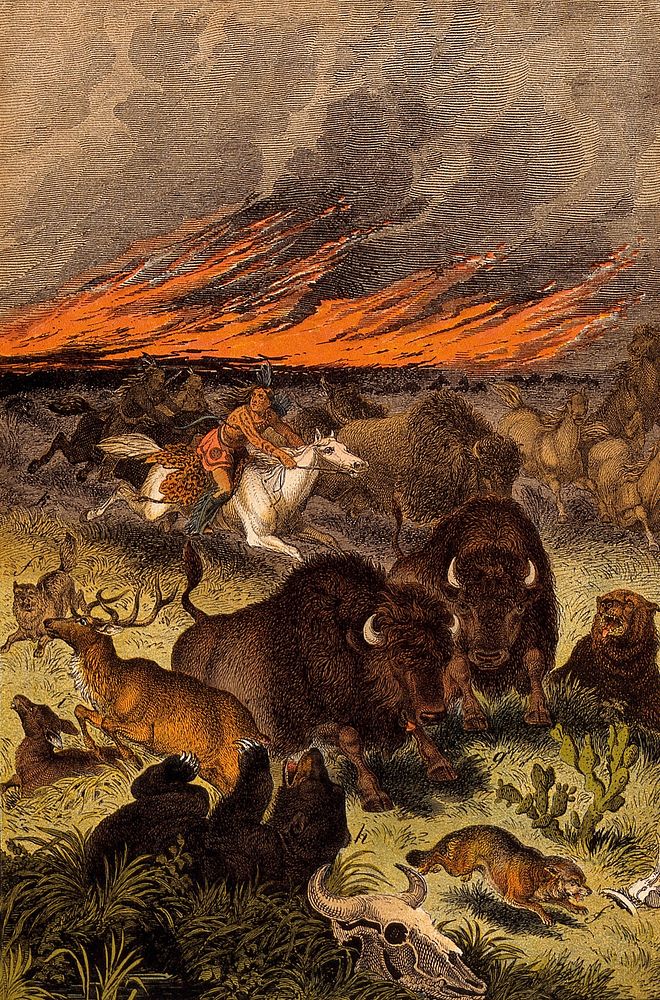 A blazing bushfire is forcing animals and mounted red Indians to stampede. Colour lithograph.