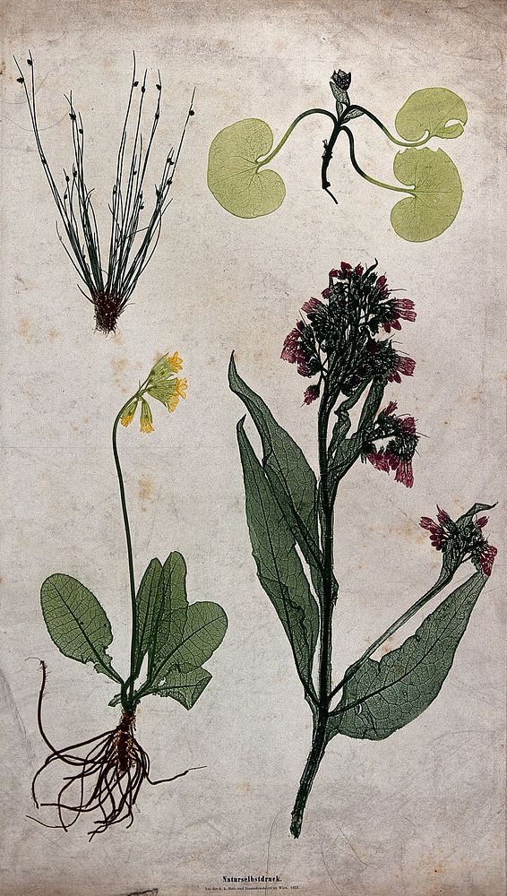 Four flowering plants, including a cowslip (Primula veris), comfrey (Symphytum officinale) and a bulrush (Scirpus species).…