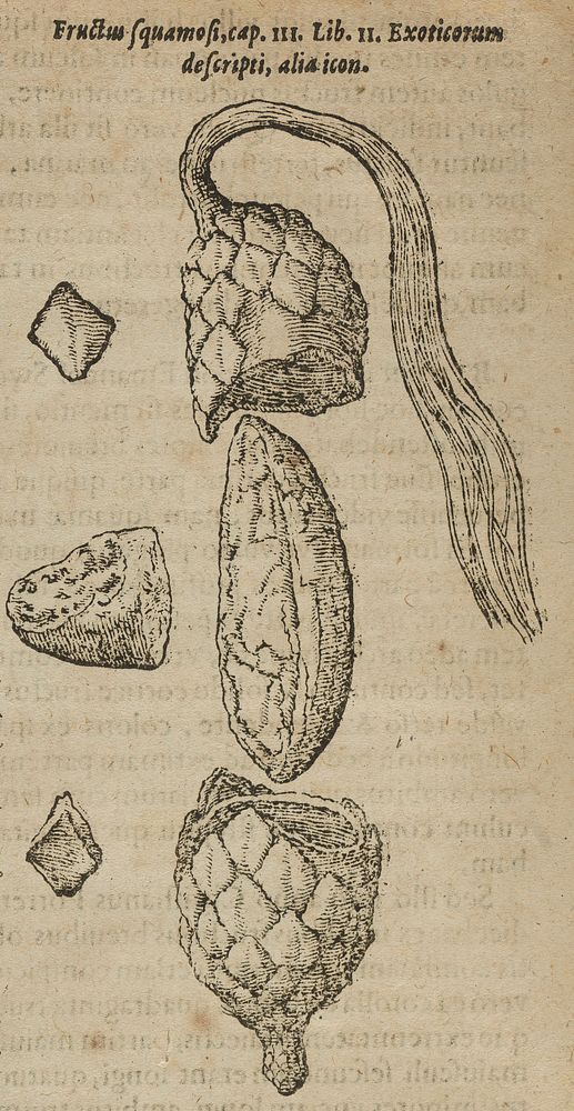 Fruit and seed of the Raffia (Raphia) palm. Woodcut, 1611.