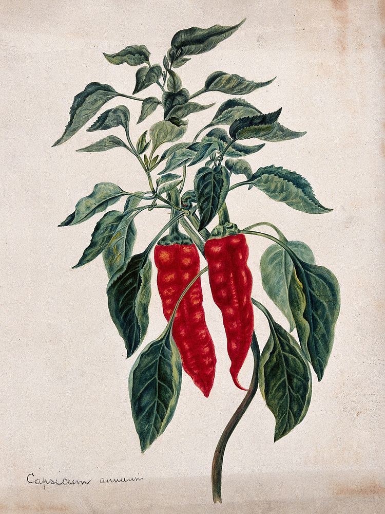 Chilli or pepper plant (Capsicum annuum): fruiting stem. Watercolour.