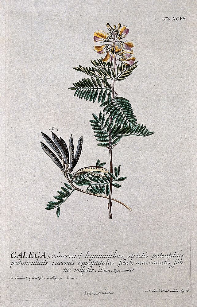 A plant (Galega cinerea) related to goat's rue: flowering and fruiting stems. Coloured engraving by J.J. Haid, c.1750, after…