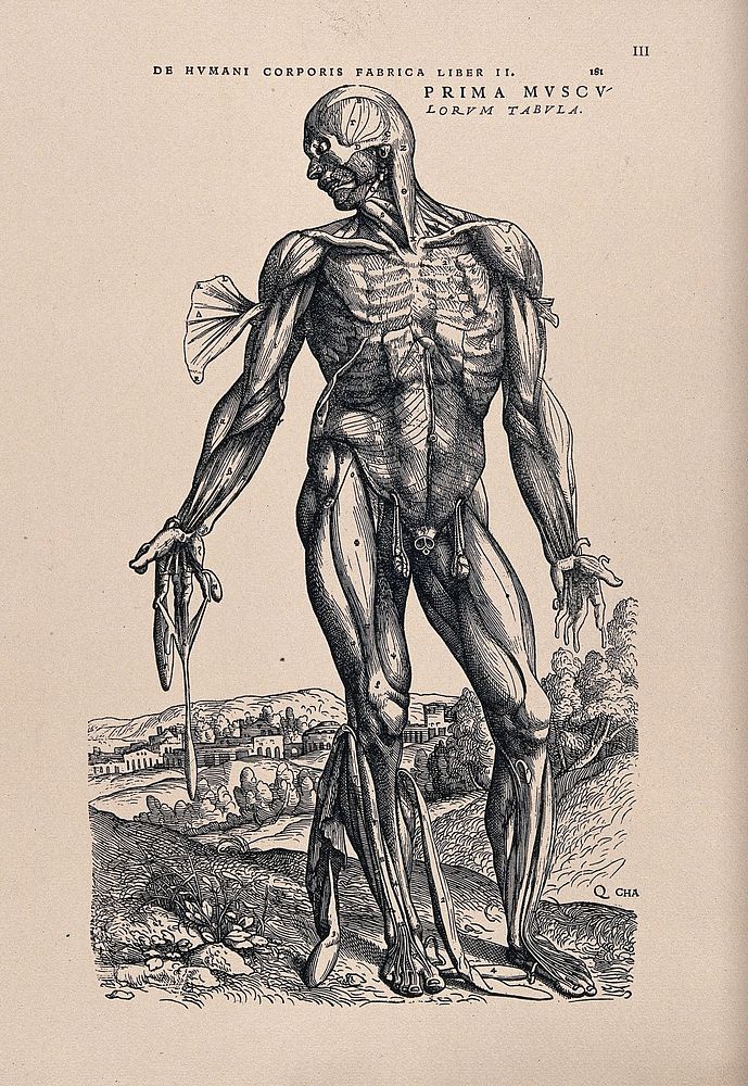 Muscleman, in a landscape, seen from the front. Photolithograph, 1940, after a woodcut, 1543.