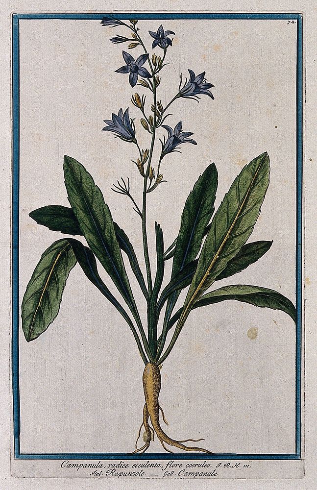 Rampion (Campanula rapunculus L.): entire flowering plant. Coloured etching by M. Bouchard.