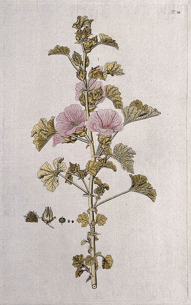 Lavatera triloba: flowering stem with separate sections of flower, fruit and seed. Coloured engraving after F. von Scheidl…