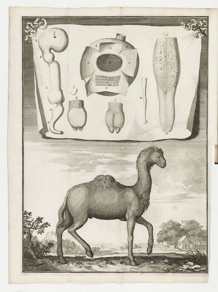 Description anatomique de divers animaux dissequez dans l'Academie Royale des Sciences. Accompagnez de leurs squelet, et…