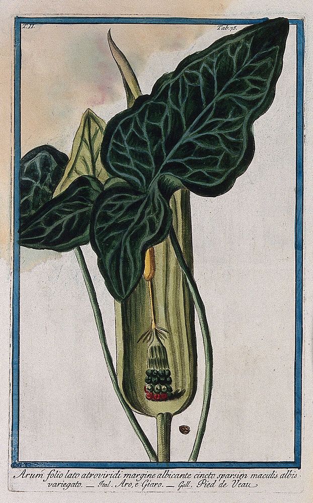 A species of the genus Arum: fruiting spadix with separate leaves and single sectioned fruit. Coloured etching by M.…