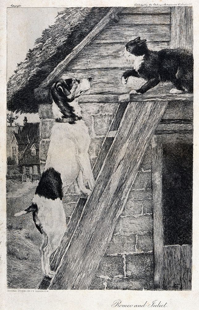 A cat and a dog facing each other on top of a ladder. Etching by J. Y. Carrington, 18--.