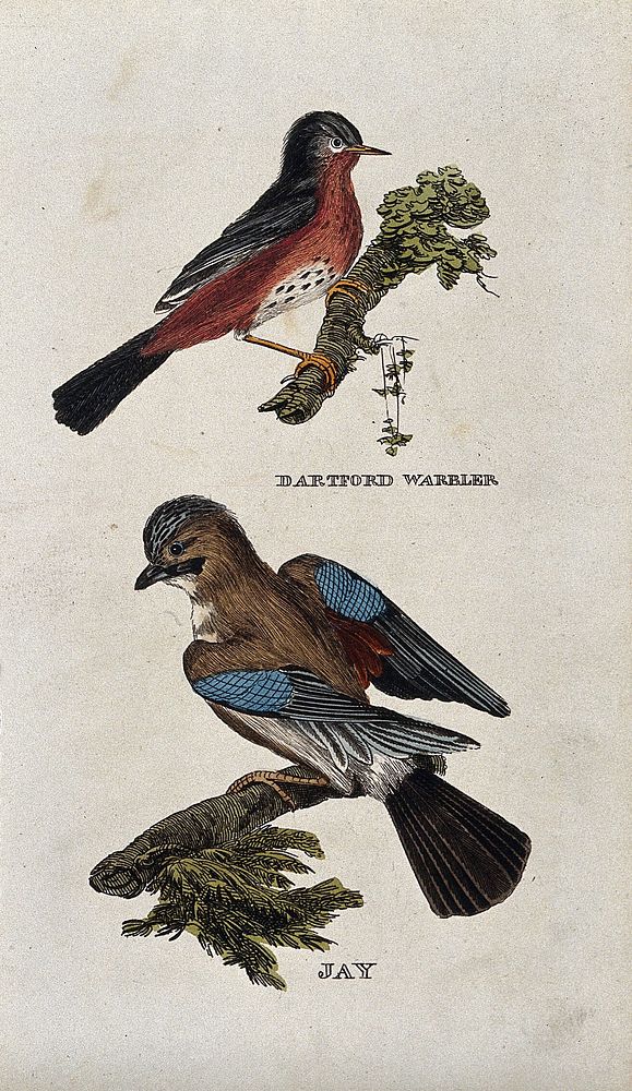Two birds: a Dartford warbler and a jay. Coloured engraving.