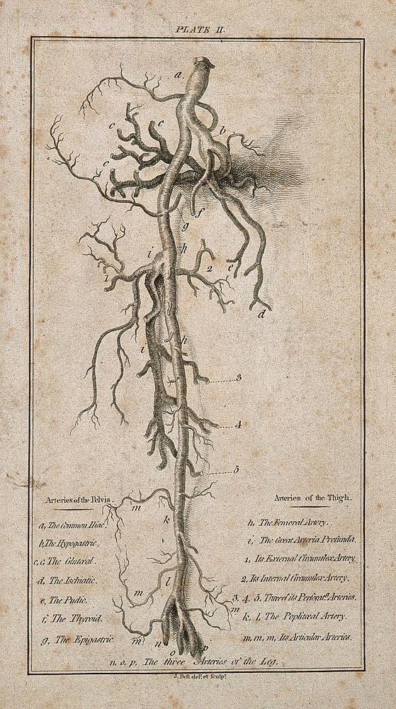 Arteries of the thigh and pelvis. Etching by J. Bell, ca. 1800.