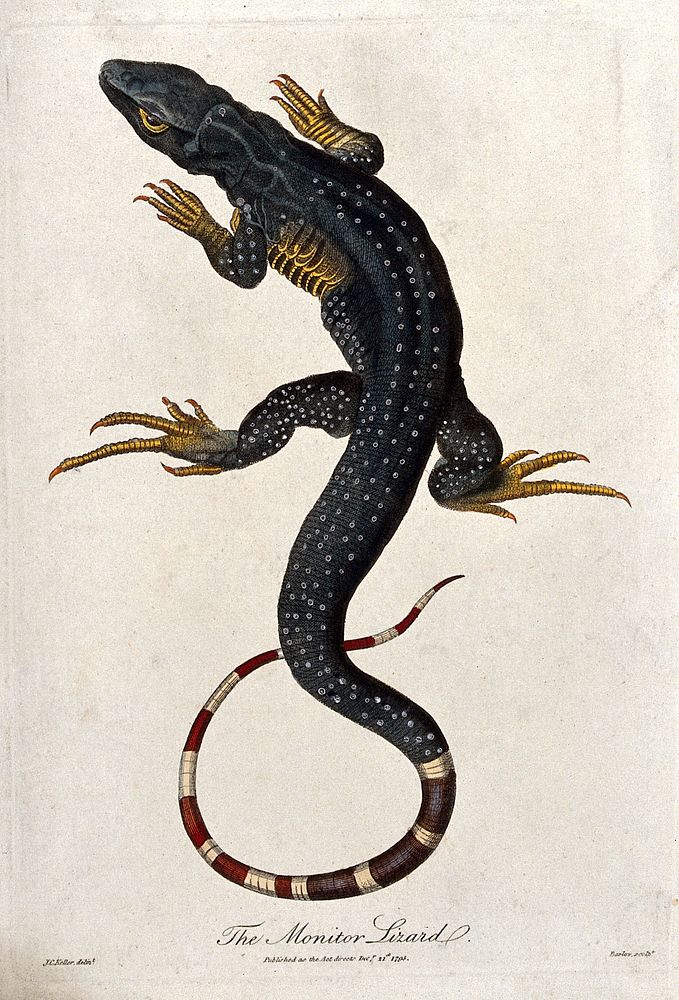 A monitor lizard. Coloured etching by Barlow after J. C. Keller.