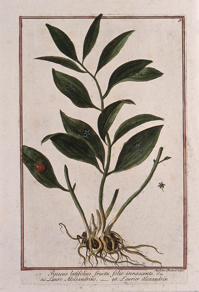 Butcher's broom (Rucus aculeatus L.): entire flowering plant with separate berry and immature fruit. Coloured etching by M.…