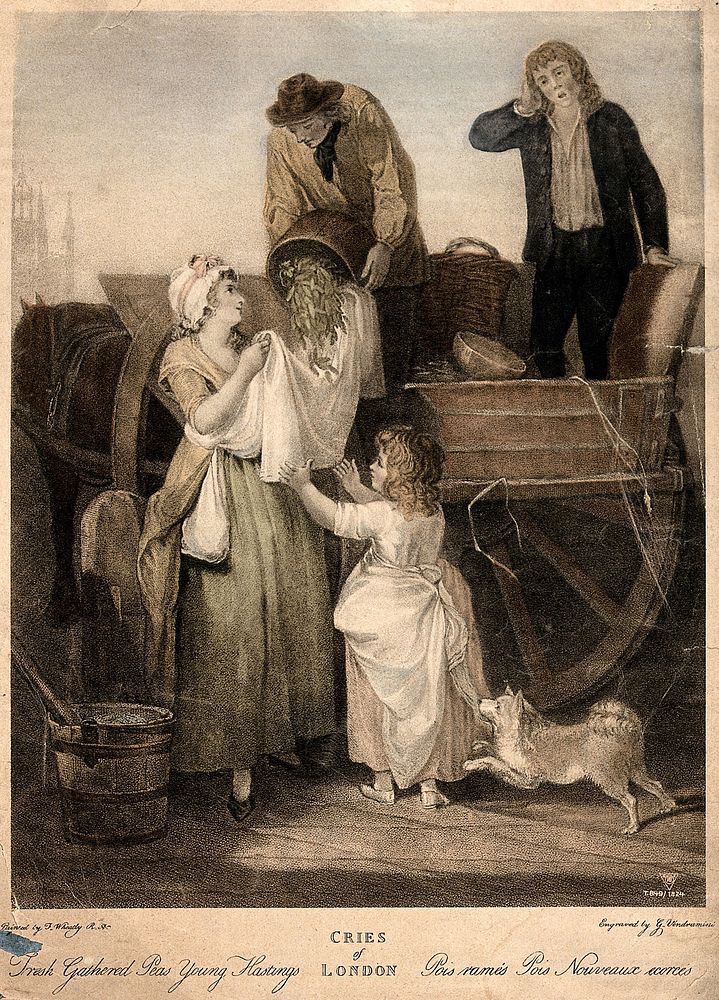 A young woman is holding up her apron to catch the peas which are being poured out of a barrel by a man on a cart.…