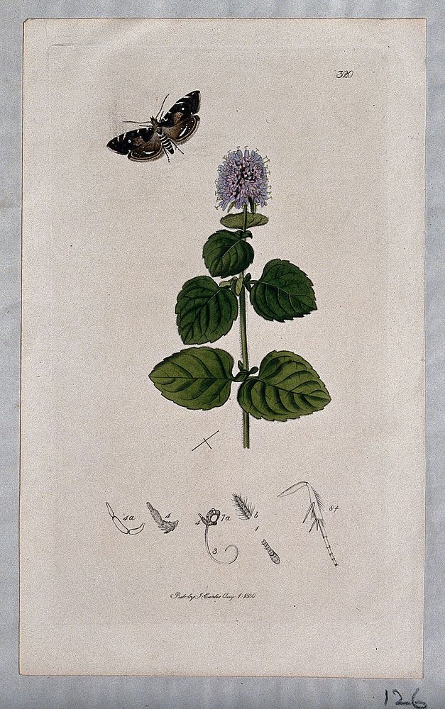 A mint plant (Mentha species) with an associated moth or butterfly and its anatomical segments. Coloured etching, c. 1830.