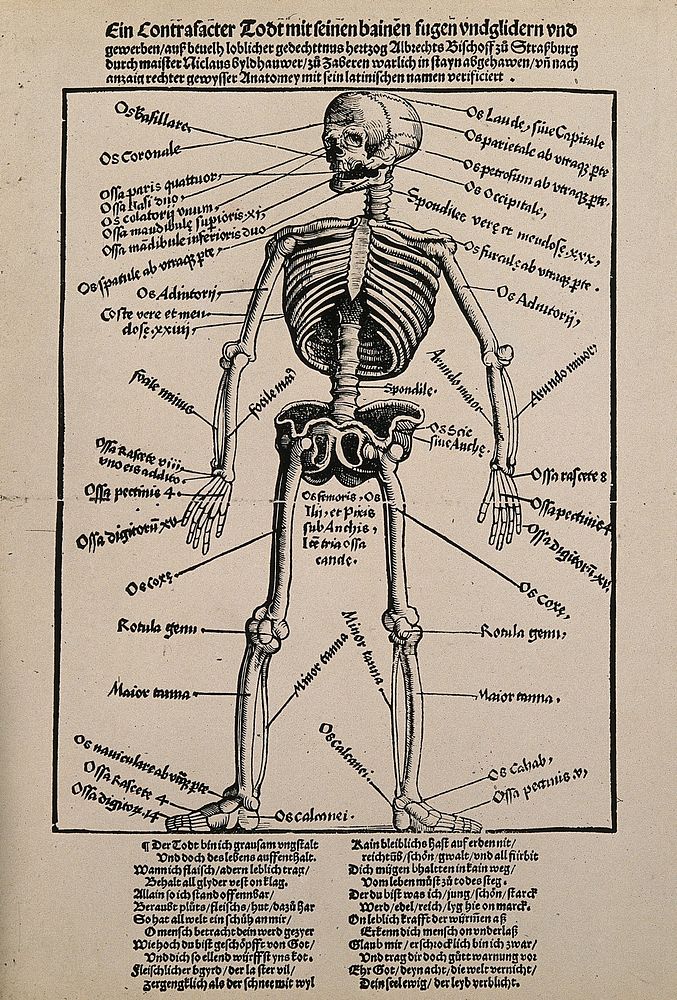 A human skeleton, seen from the front, with labels giving the latin names of the bones. Photograph after a woodcut after…