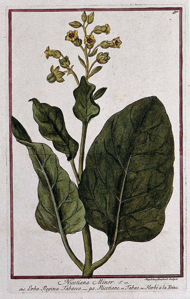 Smoking tobacco (Nicotiana tabacum L.): flowering and fruiting stem. Coloured etching by M. Bouchard, 1772.