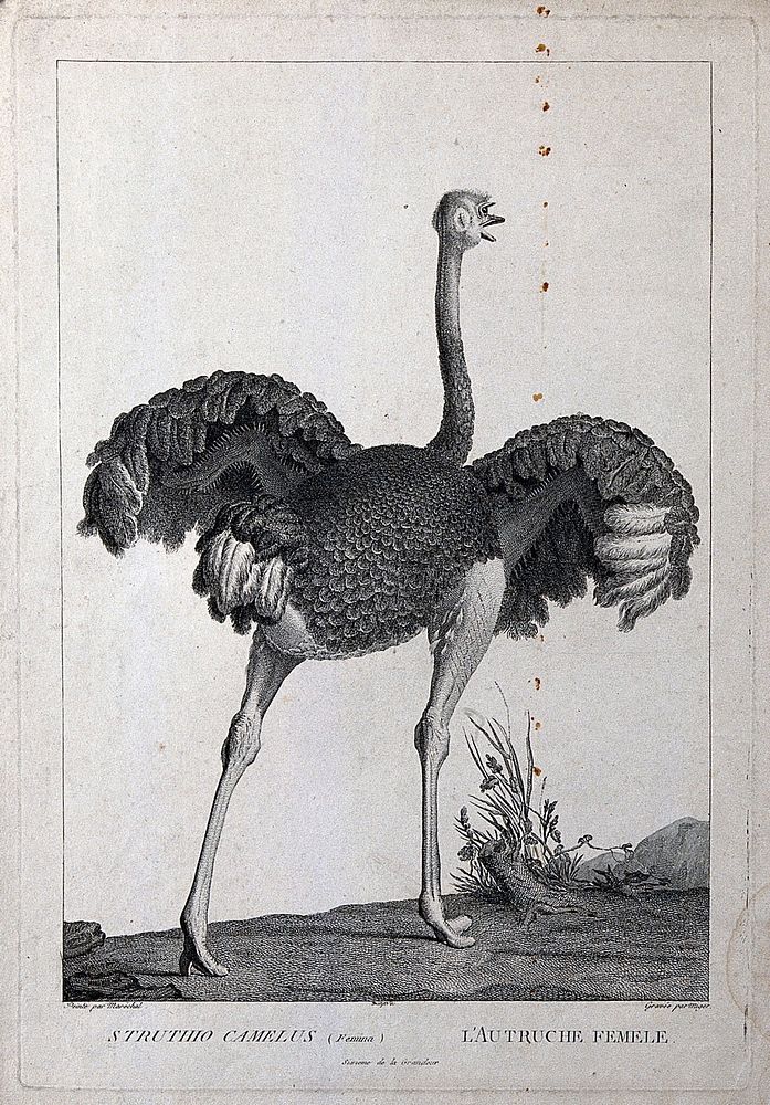 A female ostrich (Struthio camelus). Etching by S. C. Miger, ca. 1808, after N. Maréchal.