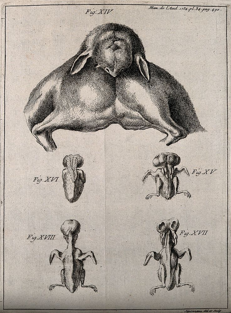 Foetuses of animals born with abnormalities (e.g. two heads). Engraving by P. Simonneau after himself, 1734.