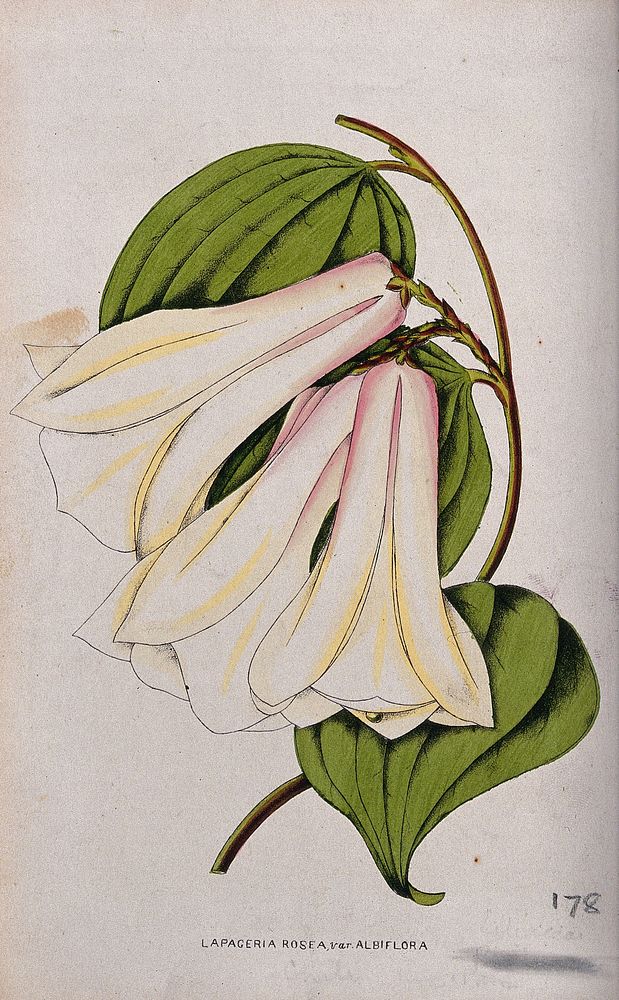 A Chilean bellflower (Lapageria rosea): flowering stem. Coloured lithograph, c. 1855.