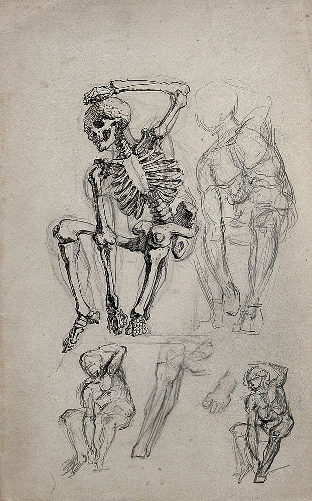 A seated skeleton; five sketches of a seated figure and a leg and foot. Pen and ink and pencil drawing.