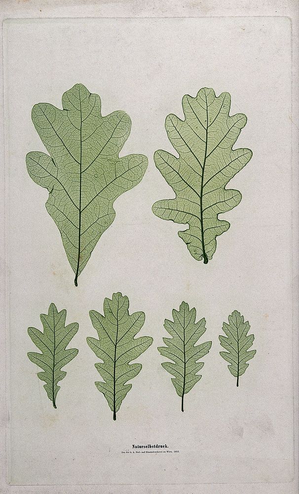 Oak (Quercus species): six leaves showing large variation in size. Colour nature print by A. Auer, c. 1853.