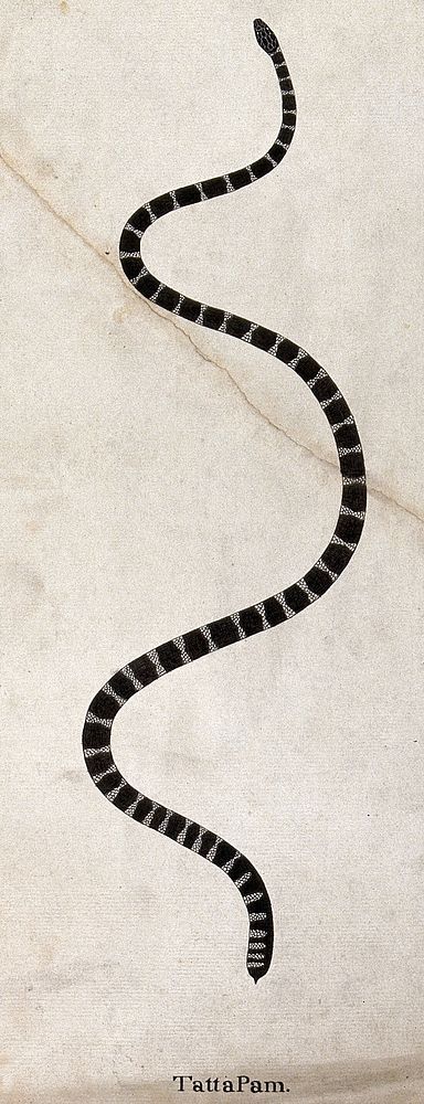 A snake, black or dark grey in colour, with white cross-banded markings. Watercolour, ca. 1795.