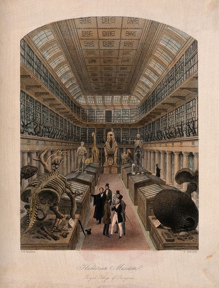 The Royal College of Surgeons, Lincoln's Inn Fields, London: the interior of the Hunterian Museum. Coloured engraving by E.…