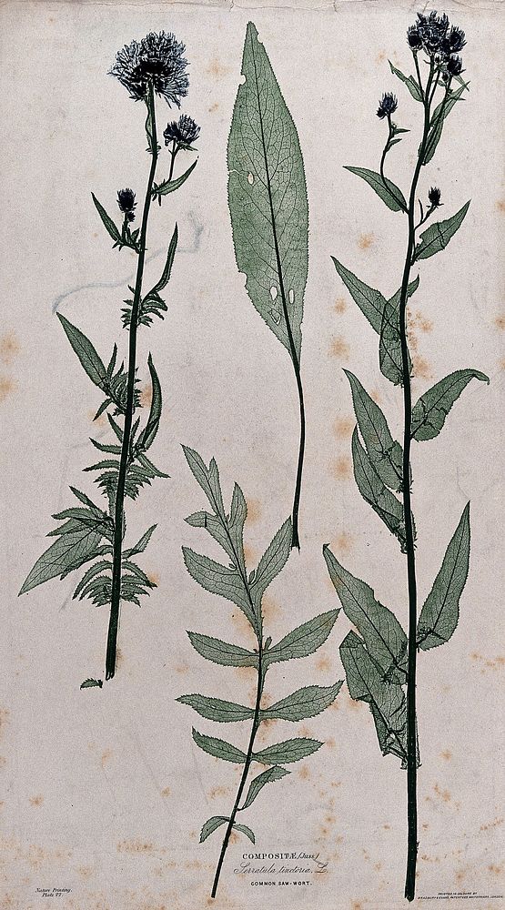 Common sawwort (Serratula tinctoria): two flowering stems and two separate leaves of different forms. Colour nature print by…