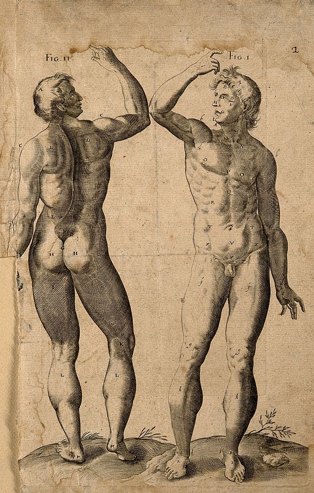 Two male nudes in the same pose, with a raised right arm, seen from the front and the back. Engraving.