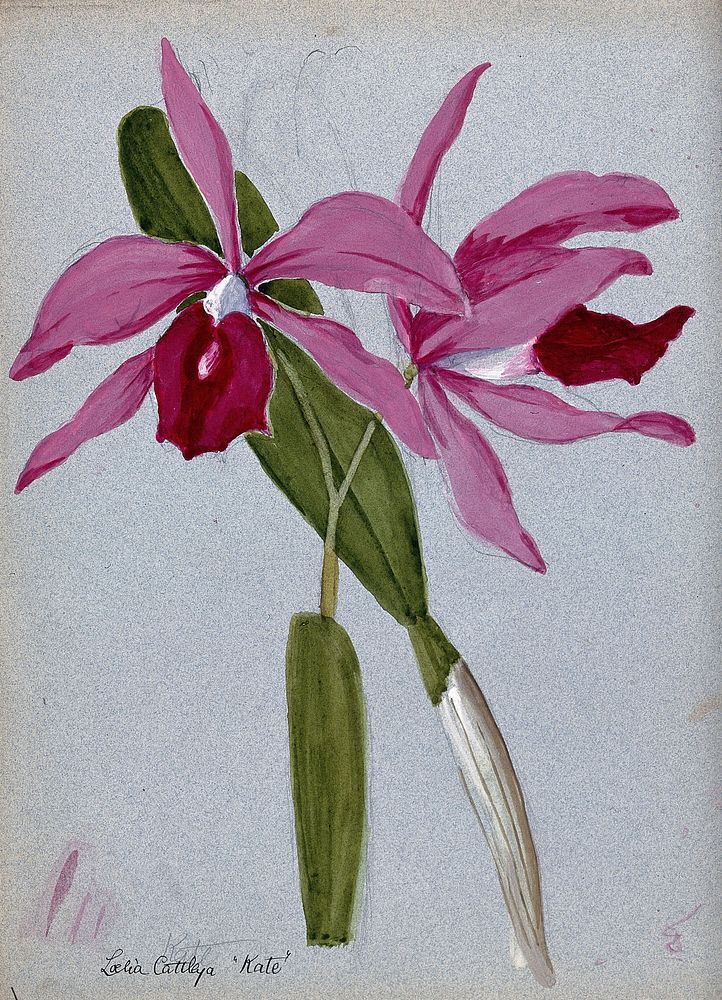 An orchid hybrid (Laelia x Cattleya "Kate"): flowering stem and leaves. Watercolour.