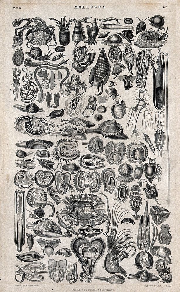 A table with 63 different molluscs. Engraving by R. Scott after Captain T. Brown.