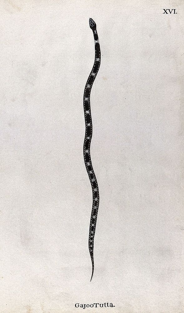 A snake, slender and dark brown in colour, with pale patches between two white dotted lines, which run along the length of…