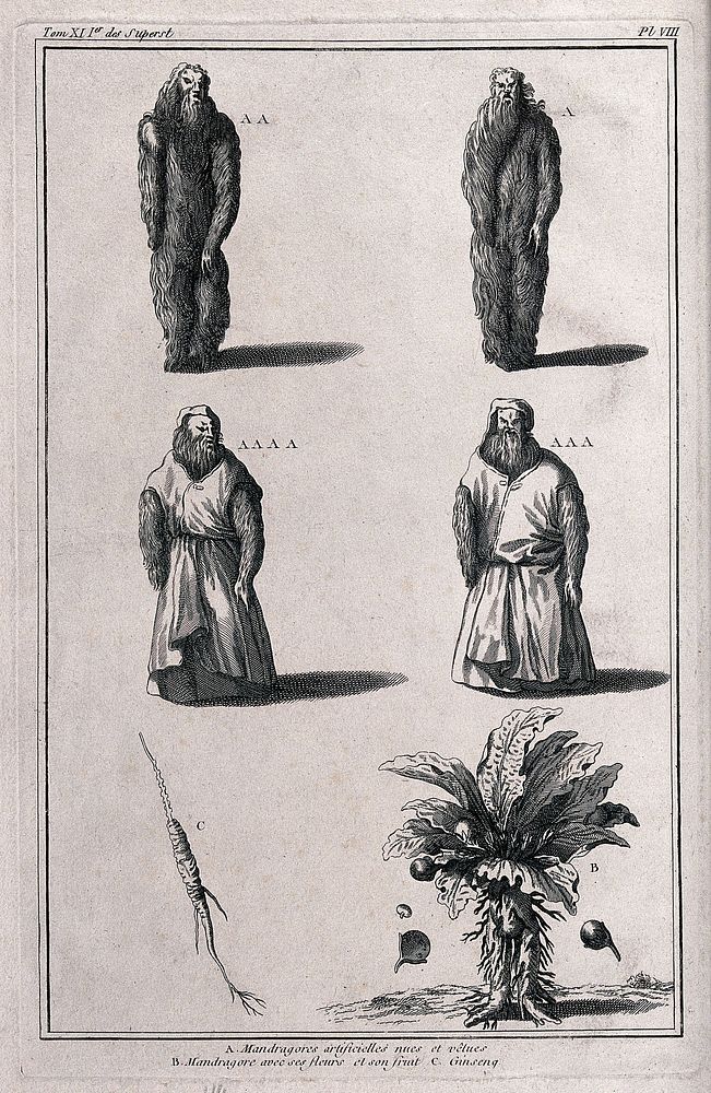 Mandrake roots in the form of human figures, both naked and clothed; the mandrake plant itself (Mandragora officinarum L.);…