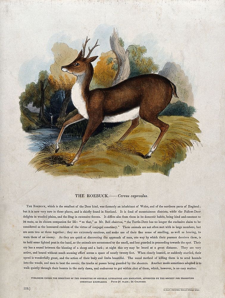 A roebuck standing in a forest clearing. Coloured wood engraving by J. W. Whimper.