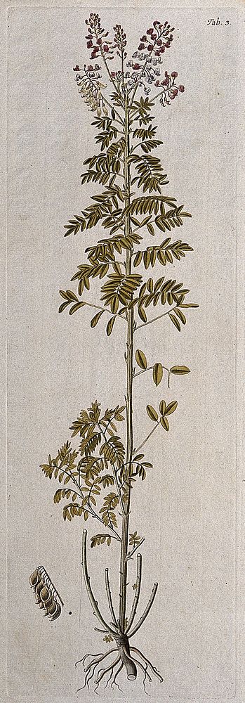 Lessertia perennans DC.: flowering and fruiting stem with separate fruit. Coloured engraving after F. von Scheidl, 1776.