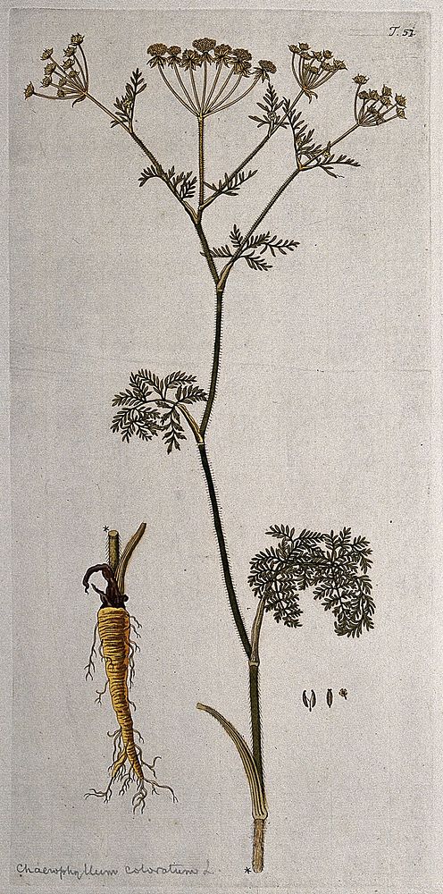 Chaerophyllum coloratum L.: flowering stem with separate rootstock, flower and fruit. Coloured engraving after F. von…