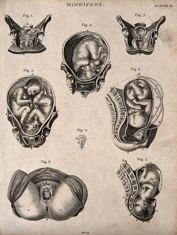 Eight diagrams illustrating babies in the womb and internal structures of the womb. Etching by Barlow.