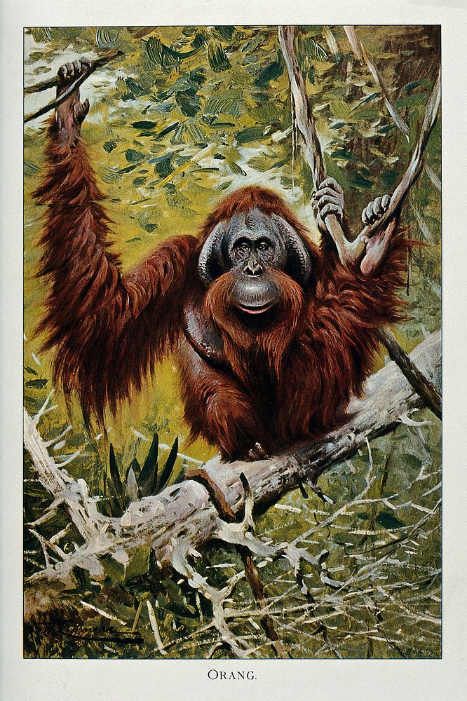 An orang-utan sitting on a branch of a tree in a jungle. Colour lithograph after W. Kuhnert.