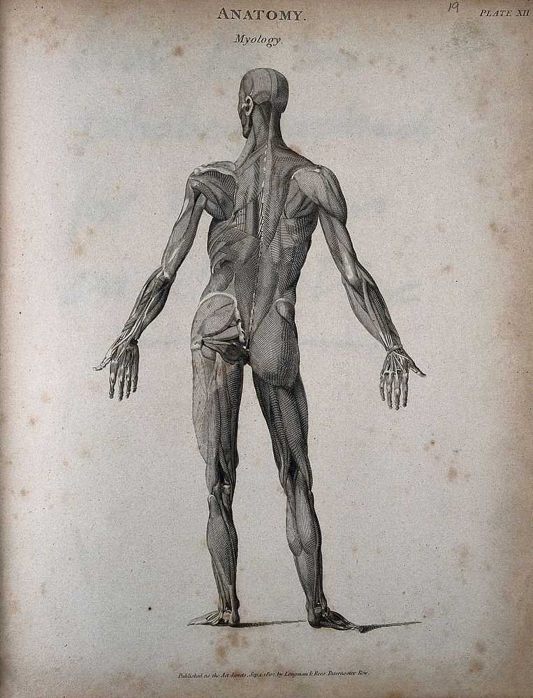 A standing male écorché figure: back view, showing the muscles. Engraving by T. Milton, 1802.