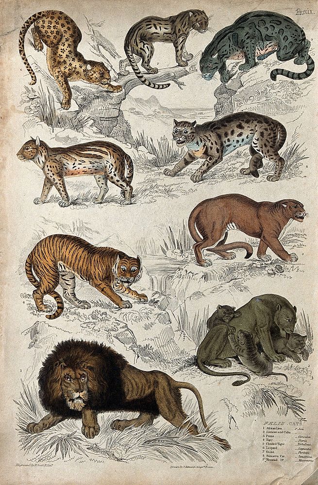 Nine different specimen of the genus Felis (cats). Coloured etching by R. Scott after S. Edwards and Captain T. Brown.