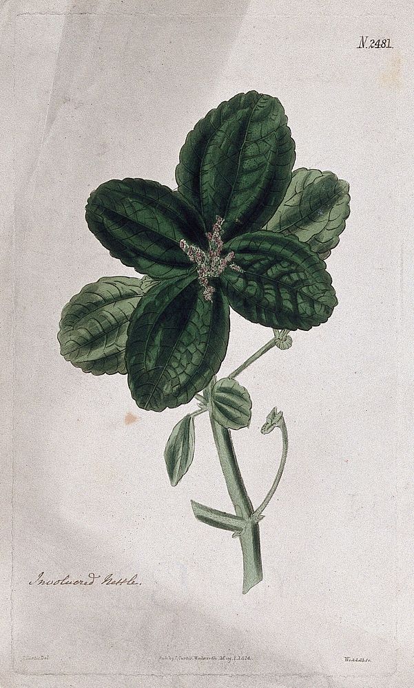 Clearweed (Pilea pubescens): flowering stem. Coloured engraving by Weddell, c. 1824, after J. Curtis.